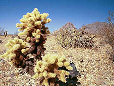 Cactus Garden